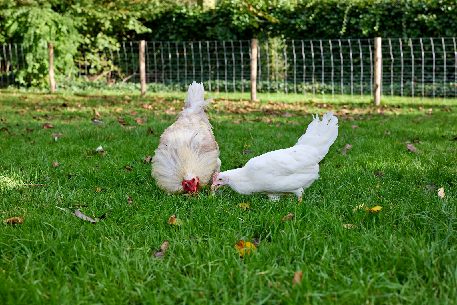 CFR Farms — project photo